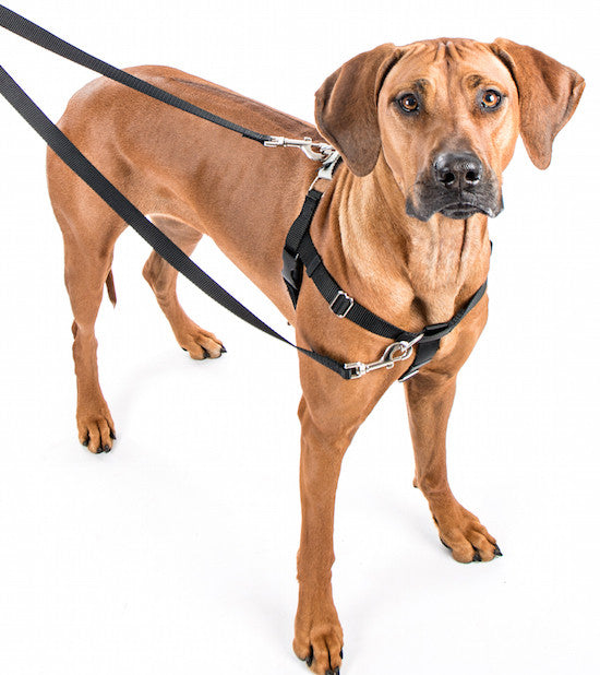 Freedom No Pull Harness Package The Uncommon Hound