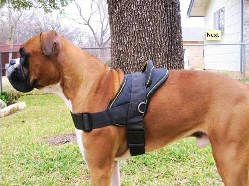 Dt dog harness online