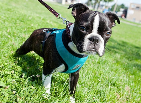 Cirque Soft Walking Harness